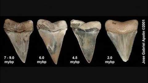 Creationist Explains Why There Are "No Transitions" In The Fossil Record