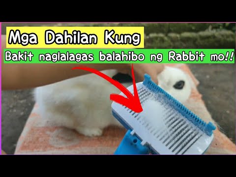 Video: Pagkawala Ng Buhok Sa Mga Kuneho