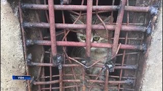 В Уфе котята неделю не могут выбраться из подвала, где заварили выход В Уфе котята неделю не могут выбраться из подвала, где заварили выход