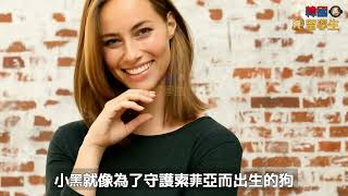 「台灣犬真的好可怕」美國3億人看了都驚愕的CCTV影片真相