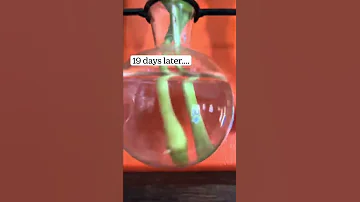 How To Propagate Hostas In Water Gardening Diy Plants Short Shorts Hack Gardeningtips Tips 