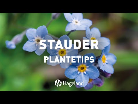 Video: Stauder For Sommerhytter Som Blomstrer Hele Sommeren: Et Utvalg Av Interessante Flerårige Blomster