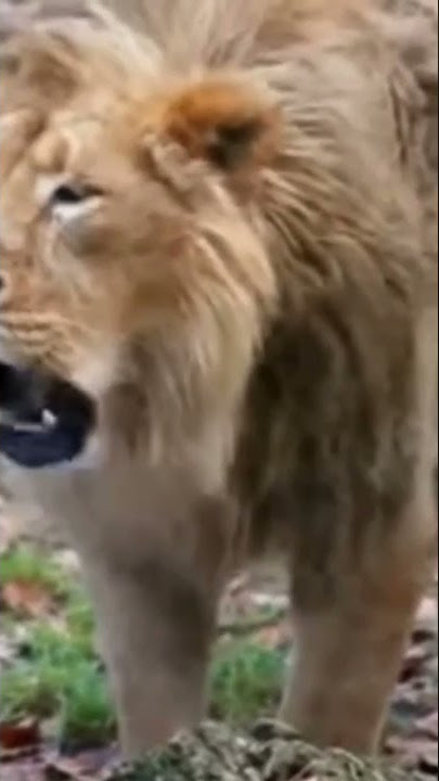 suara singa marah#shorts #singa #lionsound