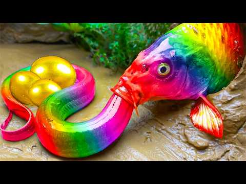 Menemukan Ikan hias di sungai, buaya, ikan cupang, ikan besar, Glass Fish, Koi Fish Stop Motion