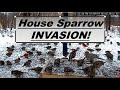 House Sparrow Invasion! Ground Feeder overwhelmed with non-native birds.