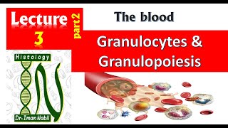 3b- Histology of White blood cells part2-Granulocytes and granulopoiesis-Blood and lymphoid system