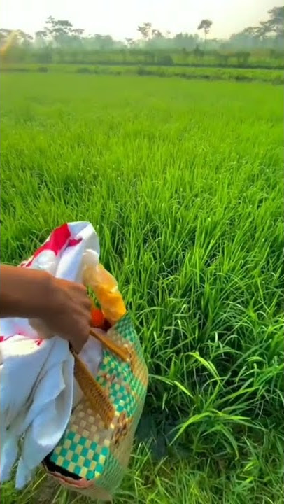Mentahan Pemandangan Persawahan Pagi Hari 30 Detik #STORYWA #shorts #30DETIK #PEMANDANGAN