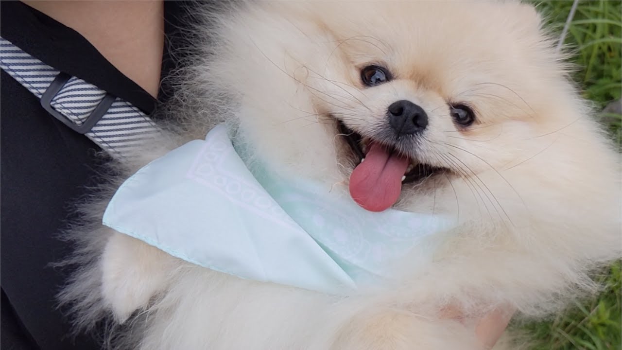 ふわふわお尻 を追いかけるパパ まさかの逆襲にあう ふわふわお尻 を追いかけるパパ まさかの逆襲にあう