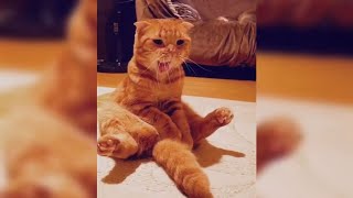 12 Minutes of Funny Cat Videos - EP 9