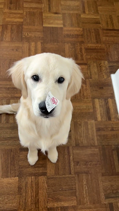 the trader joe‘s new item has launched #puppylife #goldens #puppy #lovegoldens #cutepet #goldenpup