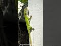 The Green Lizard | Field Notes - May 31