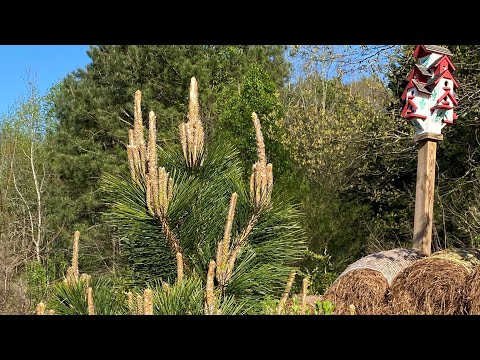 วีดีโอ: Lacebark Pine Information - การปลูก Lacebark Pines ในสวน
