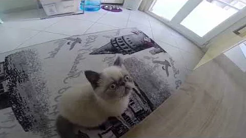 Watch the video about Exotic Shorthair and birds