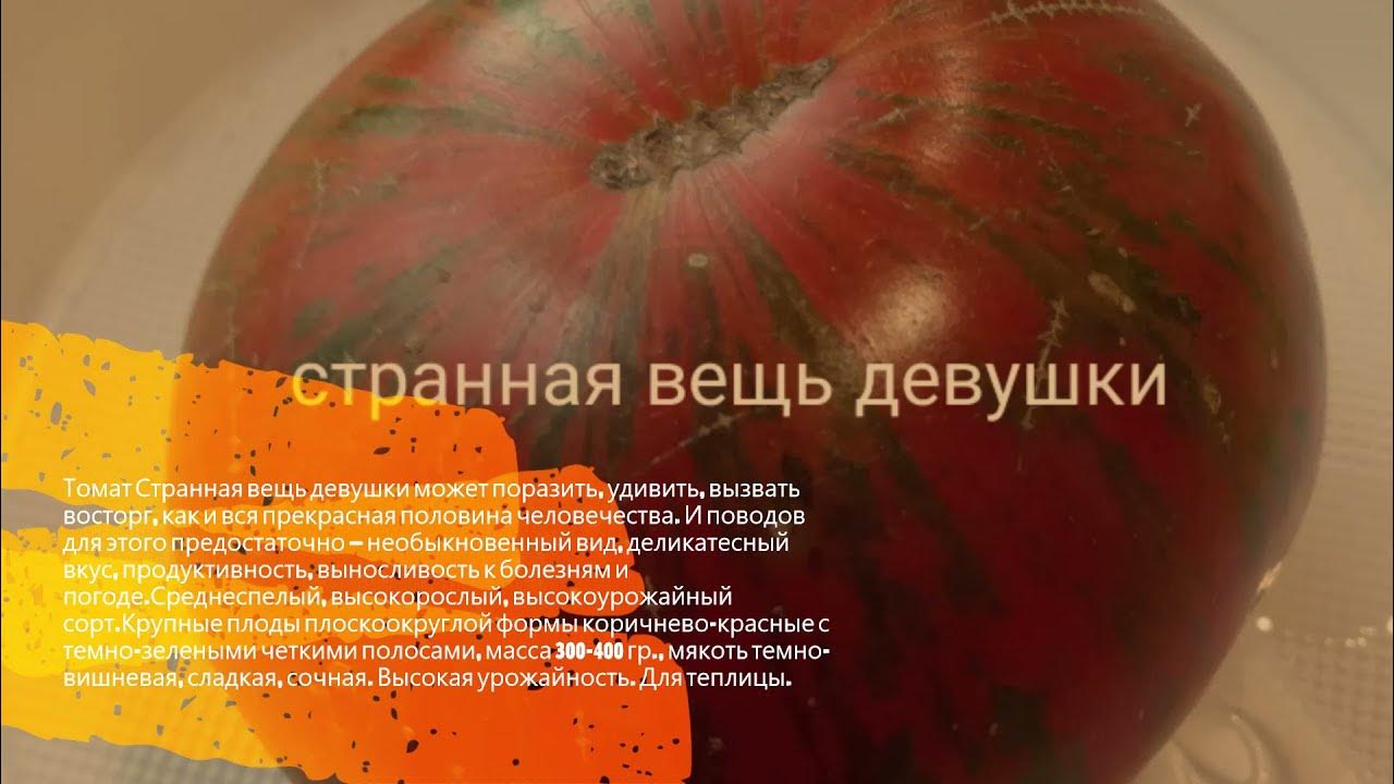 странная вещь девочкиной девочки томат. сорт томатов странная вещь девочкиной девочки. томат странная вещь девочки (агрони). сорт томатов странная вещь девочкиной девочки. странная вещь девочкиной девочки томат.