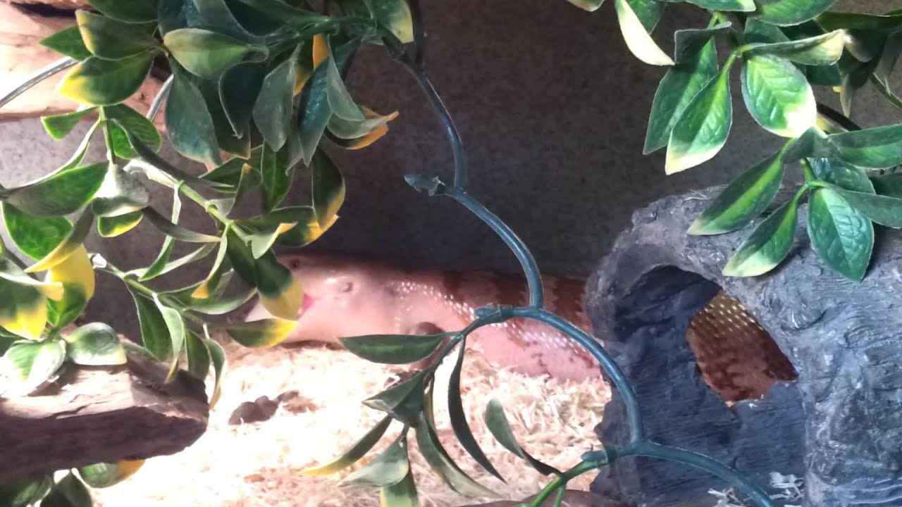 pikachu pokemon Blue tongue skink hunts and kills live mouse