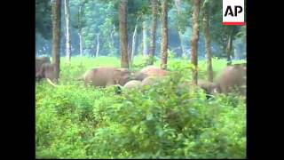 Food shortages force elephants to forage on farmland