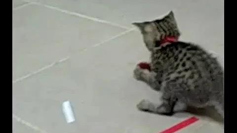 Video 1017441: bengal savannah kitten, f4 savannah kitten, bengal cattery kitten