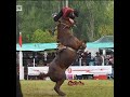 Festival de Jineteadas EN VIVO CAMPERO TV #Jineteadas #Caballos #Rodeio #horses#JesúsMaría #EnVivo