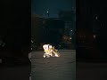 【スタレ】スケボーで遊ぶフック様