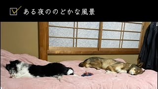 ある夜ののどかな風景 #保護犬 #雑種犬 #dog #シェルティ #sheltie #shetlandsheepdog