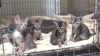 Special Kittens  Different Is Better