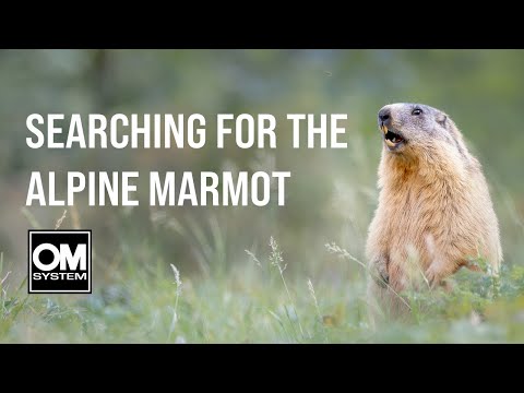 Searching for the ALPINE MARMOT in the French Alps - Wildlife Photography - OM System OM-1