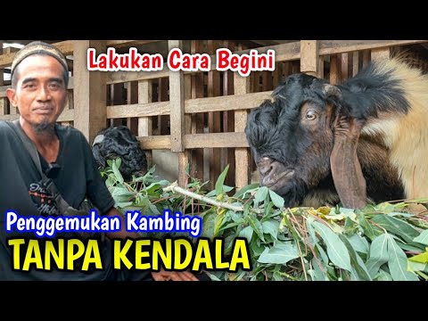 Cara Membesarkan Kambing Jantan