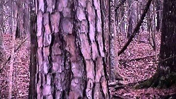 Multi-Cam System Product Demo