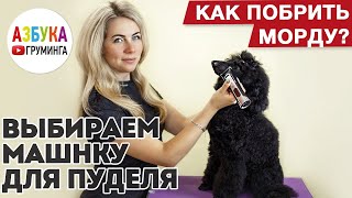 картинка: Выбираем машинку для пуделя. Как побрить морду