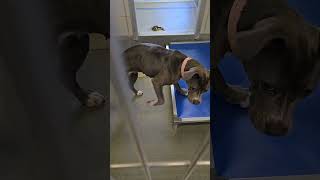 Acs A741475