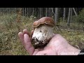Сбор грибов в Октябре 2021,Белые грибы окружили меня,мега поляна белых осенних грибов)))