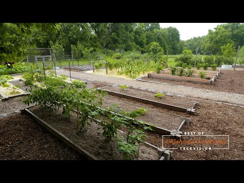 Video: Cardoon là gì - Thông tin về việc trồng cây Cardoon