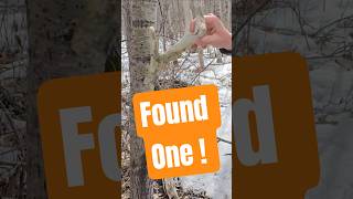My Son Found his Deer Antler Shed
I was out Antler Shed Hunting with my son and our dog, Maxx.
We were hiking on public land, miles from anything and in spots with deep snow. My son found this - his first deer antler shed ever!
Be sure to watch the full-length video linked in the biography to see more.
Of you like family oriented outdoor adventures be sure to subscribe. We publish weekly full length videos from the Alberta wilderness including hunting, fishing & Camping plus gear & product reviews.
#shorts #familyoutdoors #shedantlers #shedhunting #hiking #hunting My Son Found his Deer Antler Shed