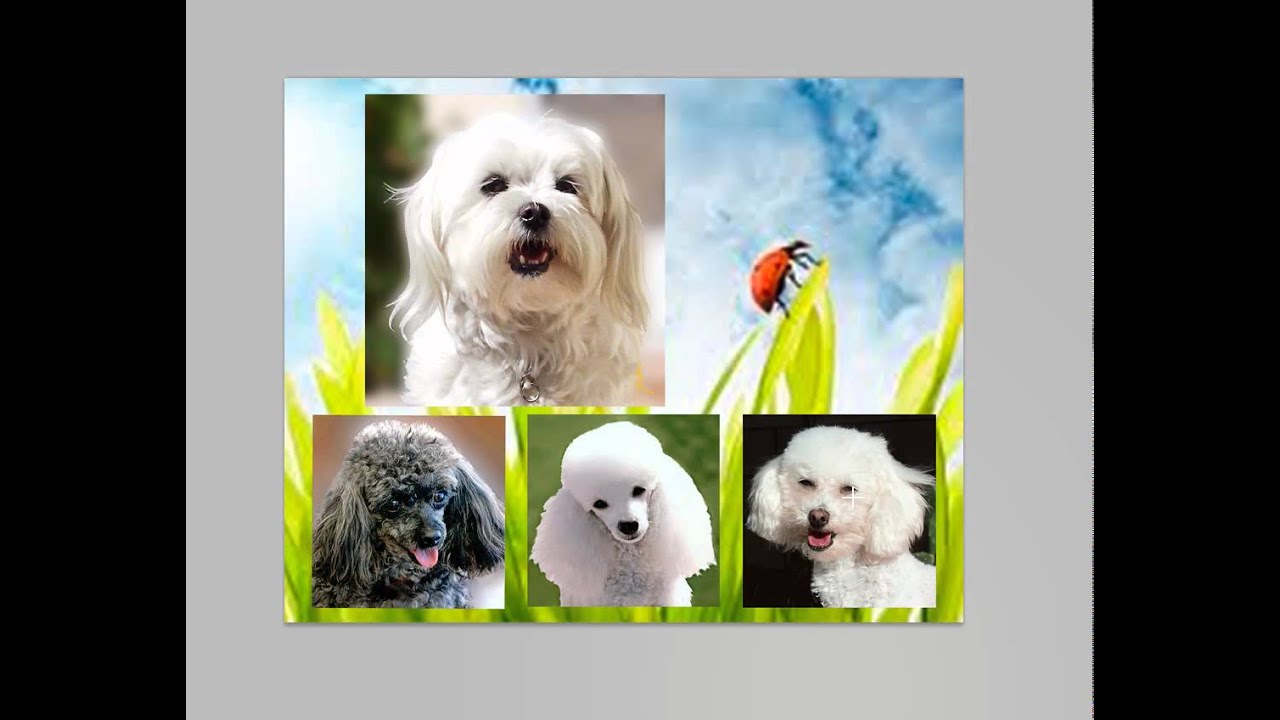 Pet Portraits on Ceramic Tiles Mural and Coasters YouTube