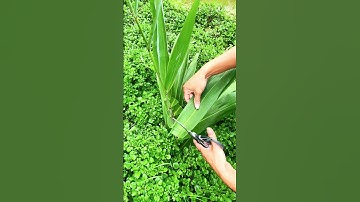 Cut the pandan leaves with scissors #shorts