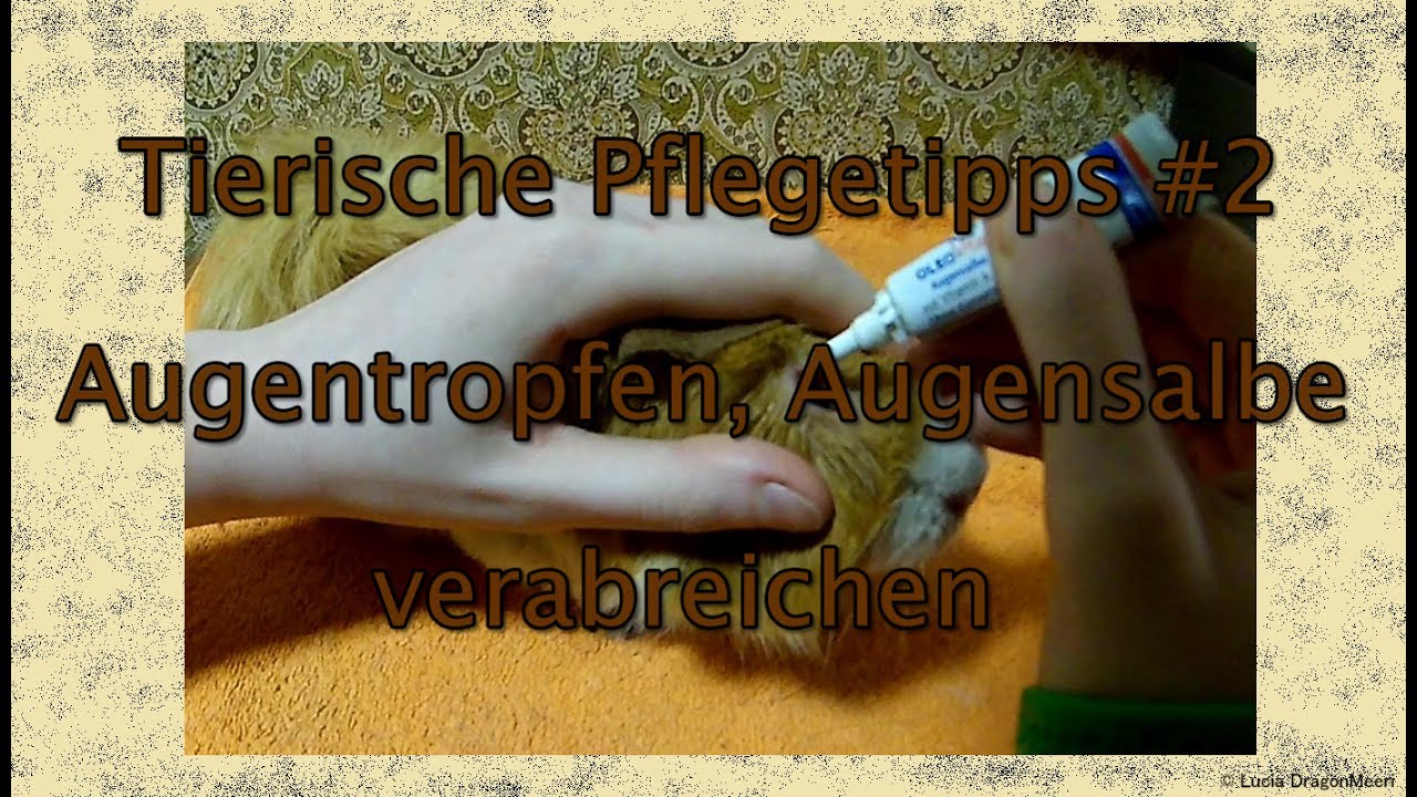 Kann Ich Meinem Hund Bepanthen Augensalbe Geben Tierische Pflegetipps #2 Augentropfen, Augensalbe verabreichen - YouTube