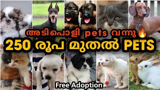 250 രൂപ മുതൽ PETS വന്നു  | Free adoption | puppies | kittens | rabbits | pigeons | PETS POINT