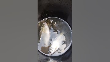 Amazing Fish cutting 🙄#shorts #viralshorts#fish#fishing #amazingfish#trendingshorts #tiktok #cow
