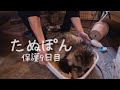 【たぬき保護9日目】いきなりめちゃ元気になりました!もうそろそろ山に帰れそう!