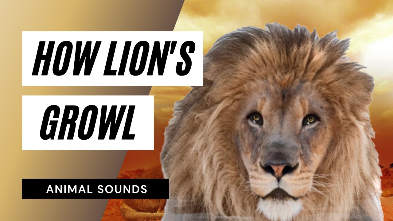 Sound Effect Lion. Lion Sounds. Обучение Лев. Roar Sounds animal. Лев до какого числа