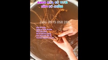 Cách rửa_Nấu canh_Ngâm rượu #sambochinh Zalo 0975058285 Ship toàn quốc #hạtgiống Trà Hoa và Củ tươi