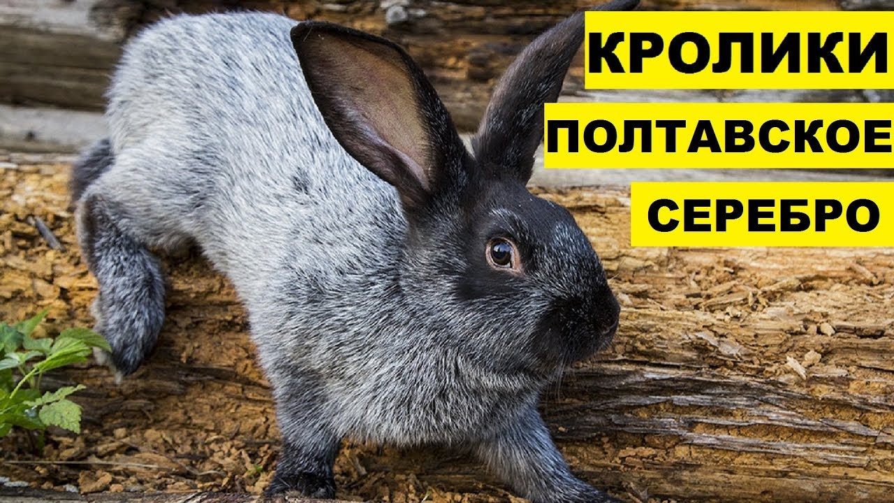 Кролики серебро купить. Кролики породы Полтавское серебро. Крольчата Полтавское серебро. Ролтавская серебро кролик. Полтавский серебристый кролик.