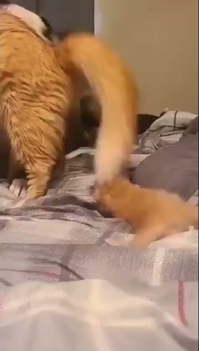Cat Mom Introducing Her 1 Week Old Kitten to Her Dog Friend