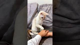 Funny Cats 😂 Episode 122 #Shorts