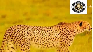 Documentary: Wildebeest Migration between Serengeti & Maasai Mara Explained in detail