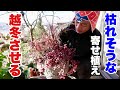 秋の寄せ植えを解体して冬越しさせる方法 【園芸超人カーメン君】