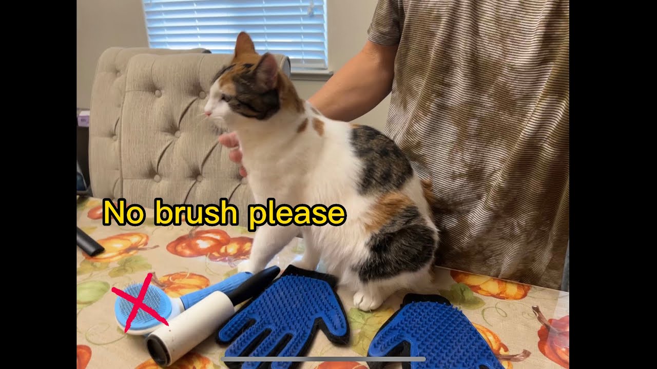 How to remove cat hair YouTube