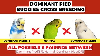 Dominant Pied Budgies: How Their Color Patterns Are Passed Down!