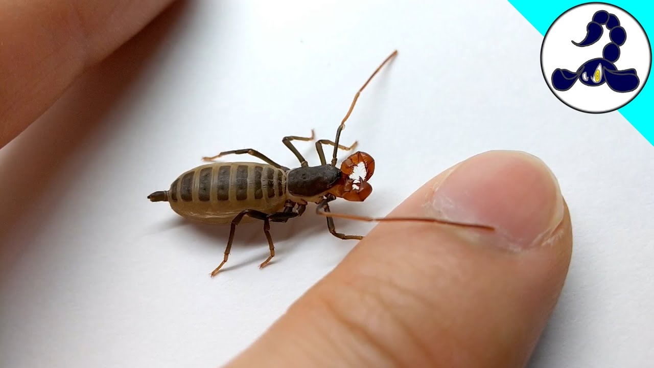 Just Watching Cute Vinegaroon baby. YouTube