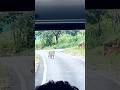 Tiger Zinda Hai Forest Tiger Shorts Youtubeshorts Tiger Zinda Hai Forest Tiger Shorts Youtubeshorts